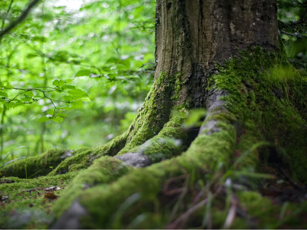 License - Donate X Webflow Template