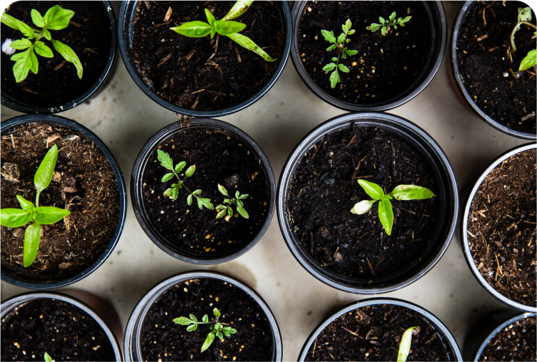 Growing plants indoors: A beginner’s guide