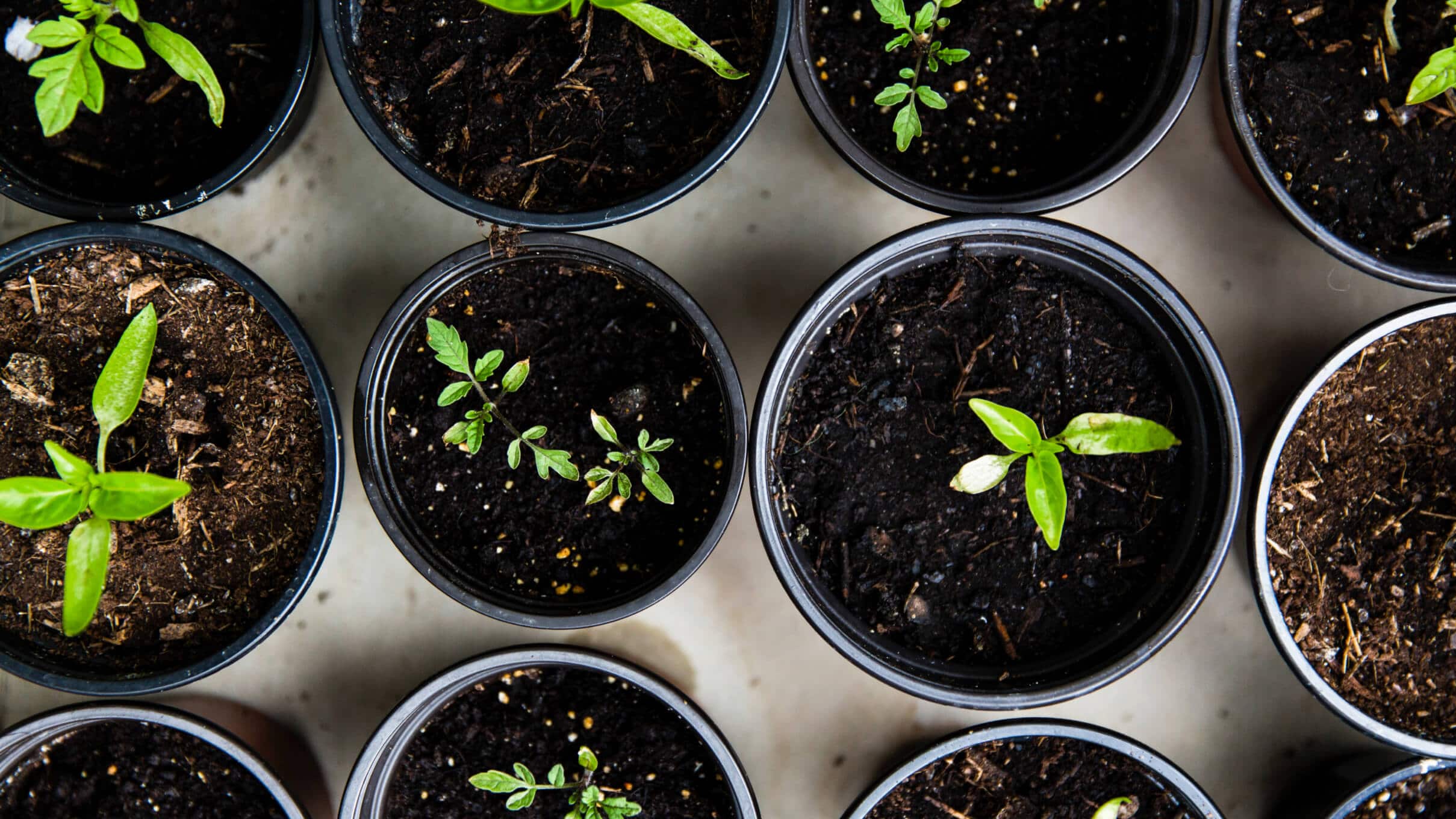Growing plants indoors: A beginner’s guide