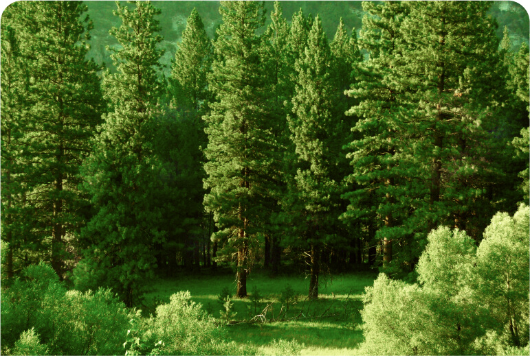 Lacandon Jungle reforest has been completed!