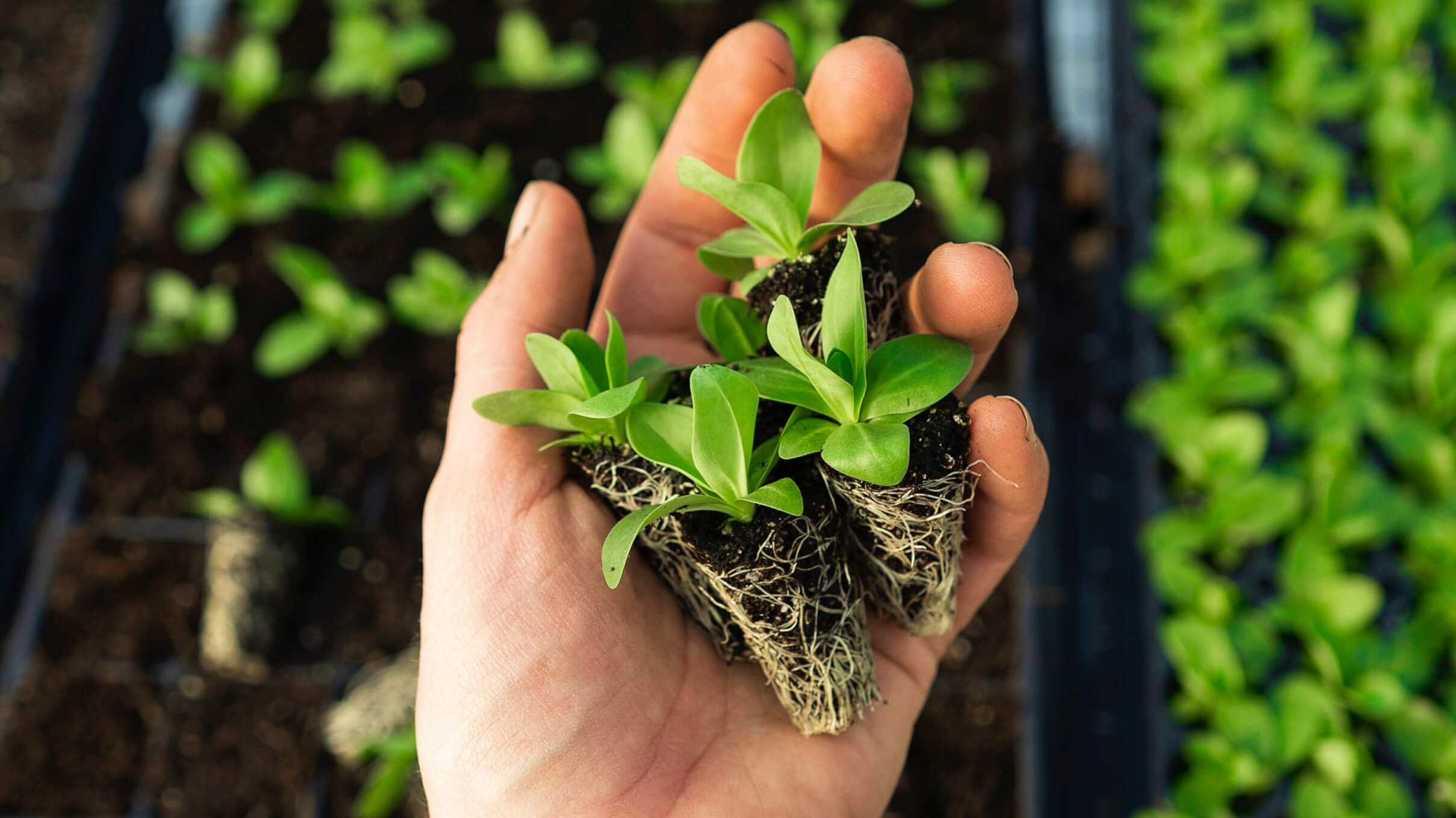 Choosing the best plants for your ecosystem