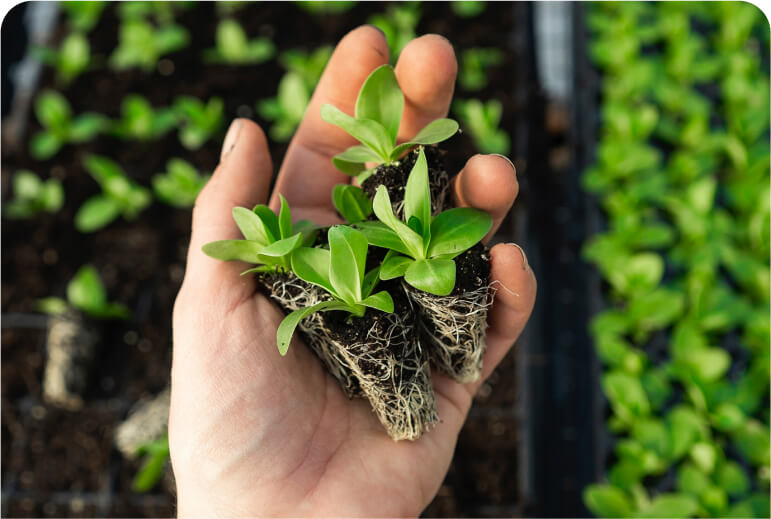 Choosing the best plants for your ecosystem