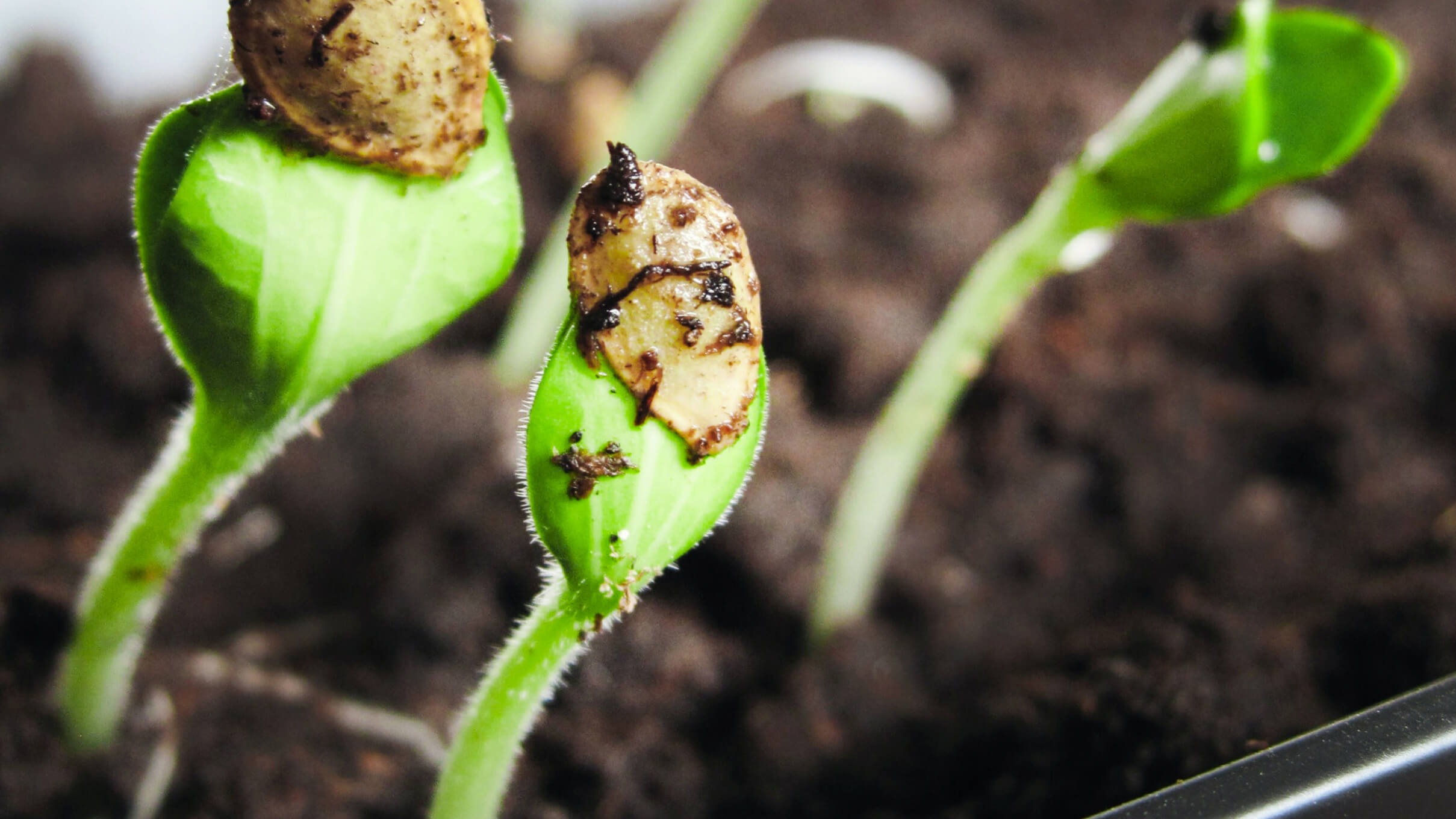 6 expert tips to create a DIY indoor garden