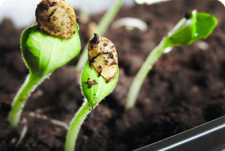 6 expert tips to create a DIY indoor garden