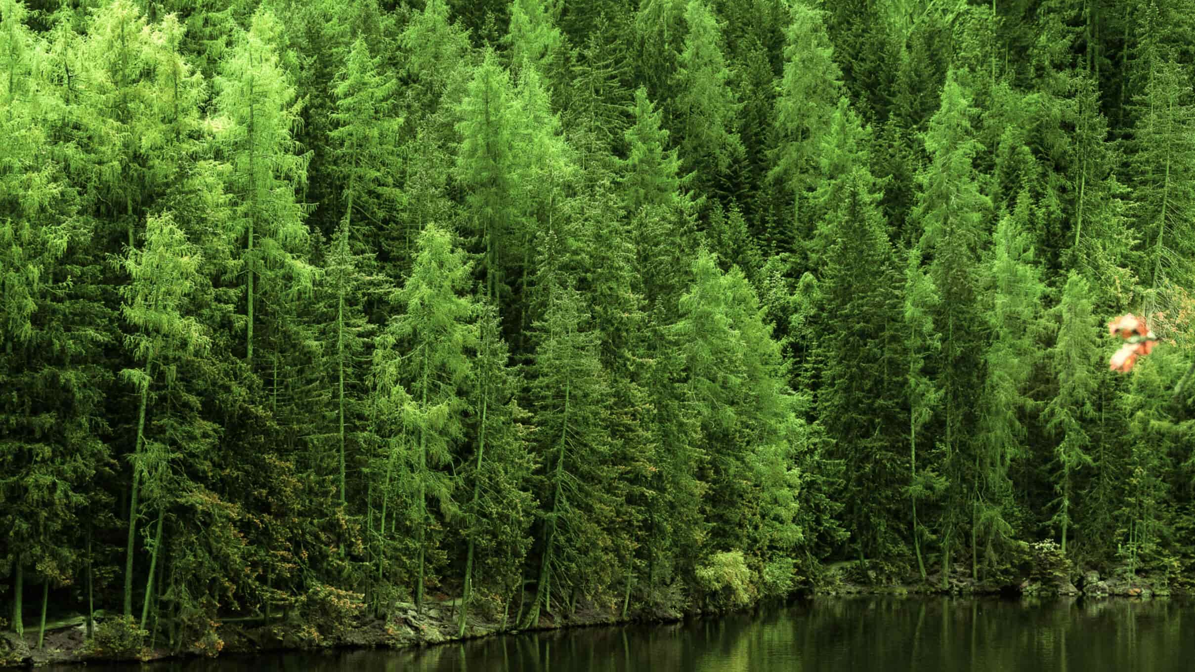 New Monteverde Reforest Campaign is live!