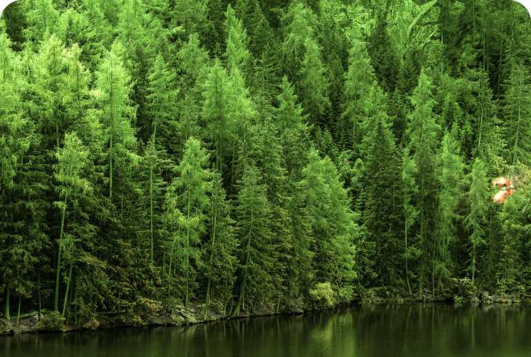 New Monteverde Reforest Campaign is live!