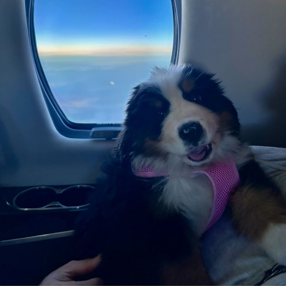 Fly by Private Jet with Dogs