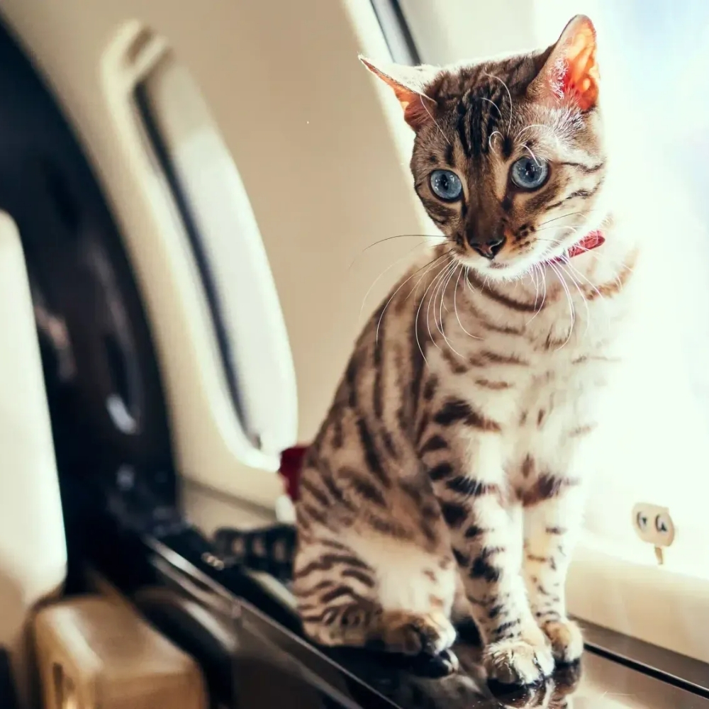 Cat on Private Jet