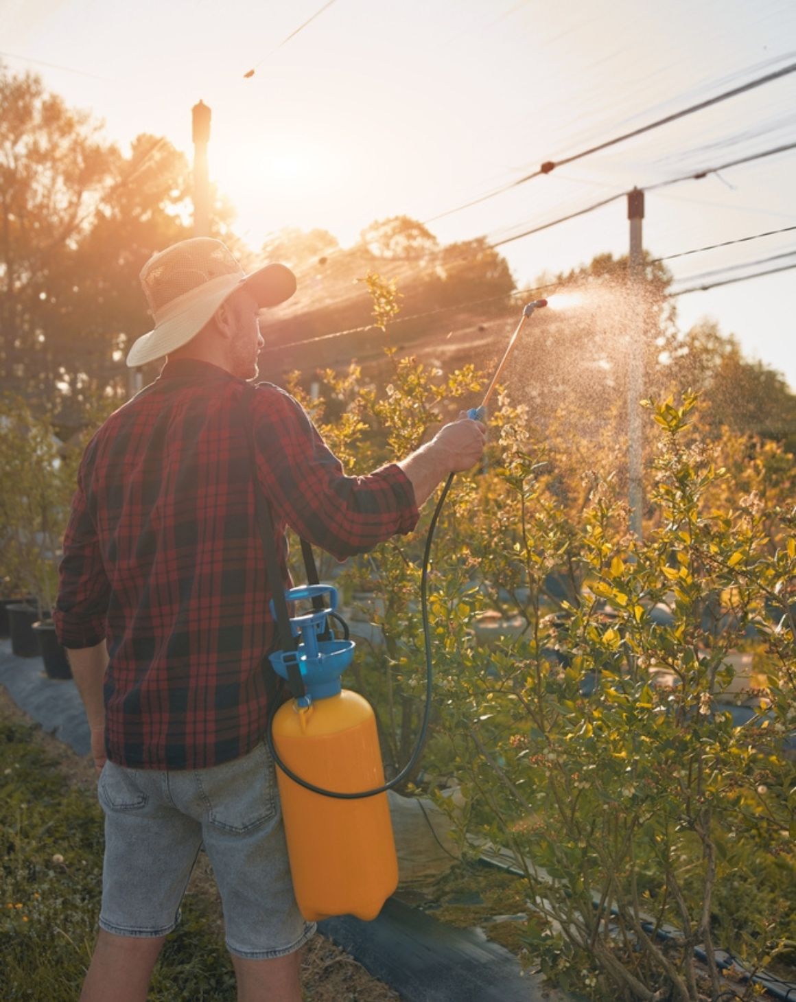 a man applying pesticide with sprayer to plants