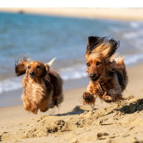 Two dogs happily running along a sandy beach near the waterfront.