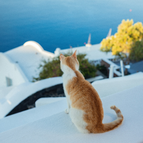 White and ginger cat looking down from a perch at the sea and white-painted houses in front of it.