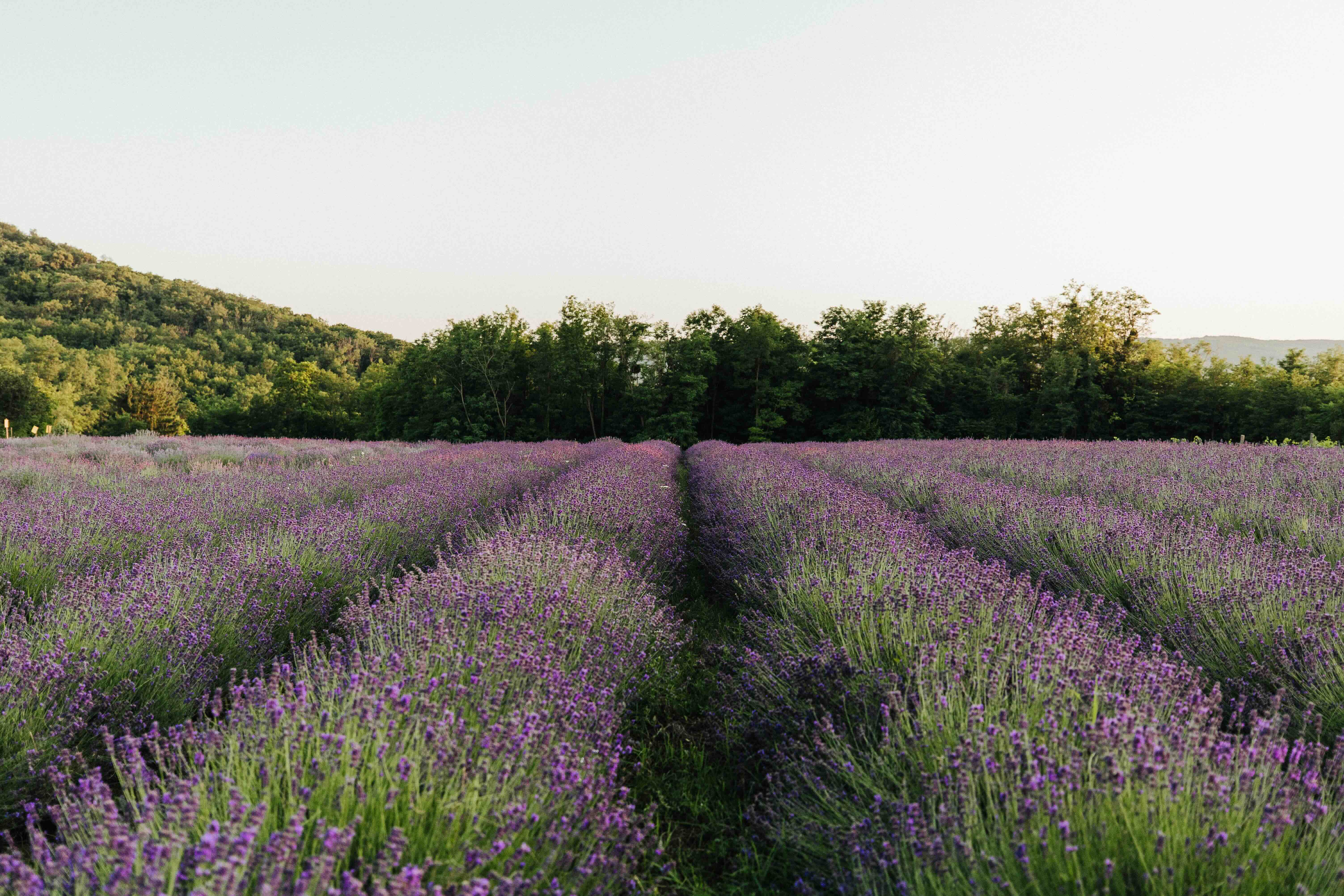 Crèem Organics