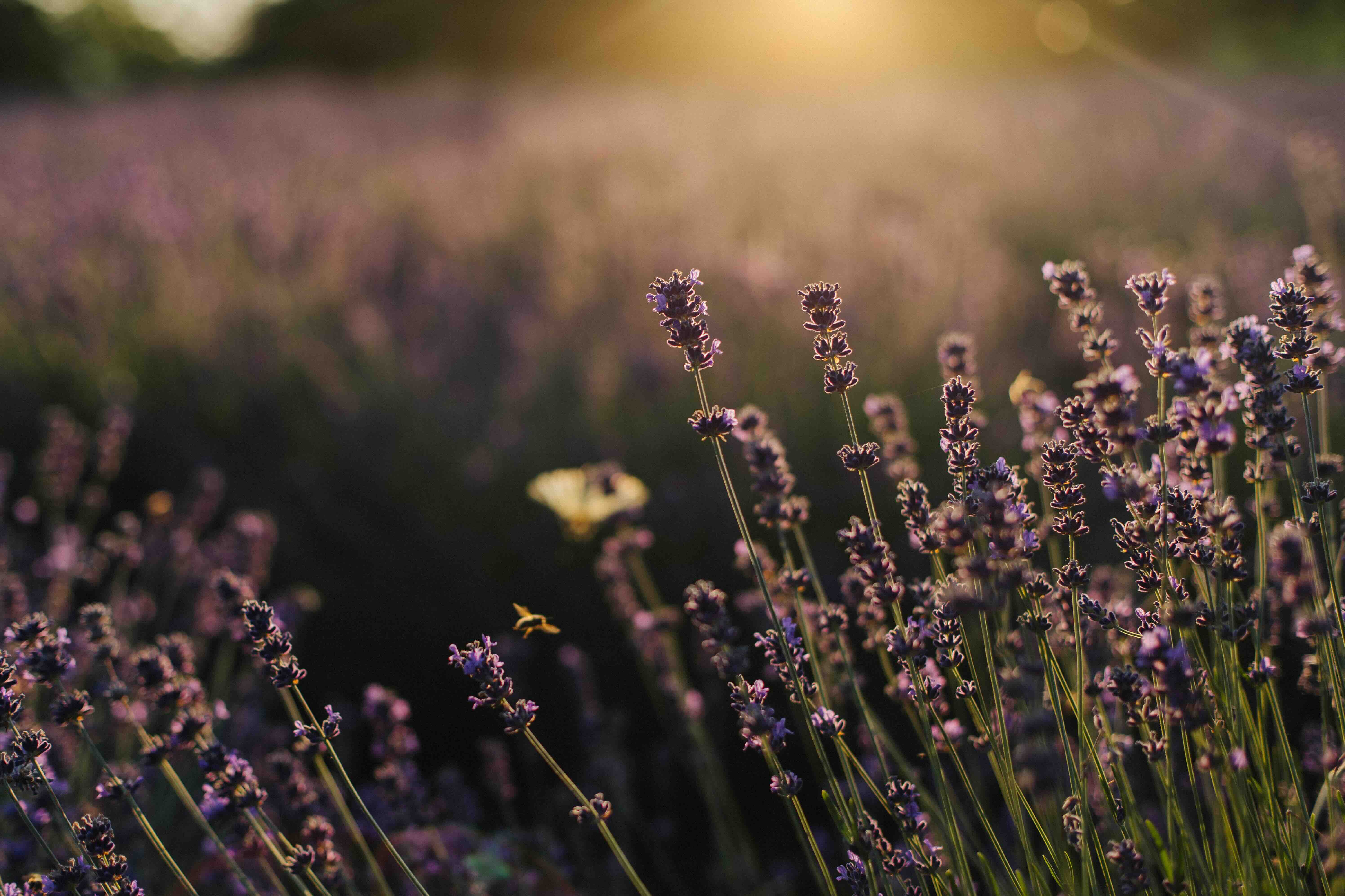 Crèem Organics