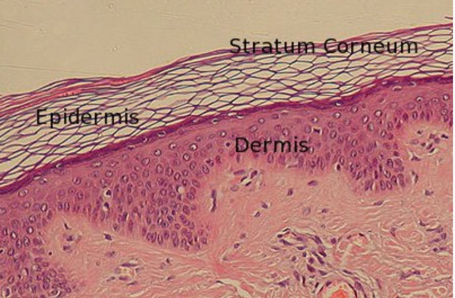 Stratum Corneum