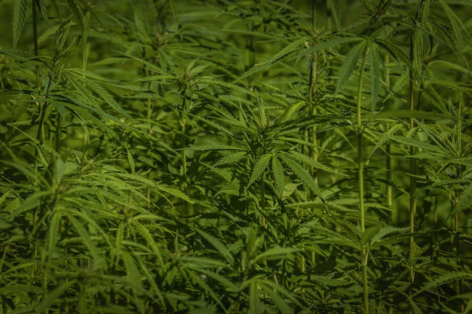 grown cannabis plants - best cannabis insurance provider in massachusetts concept