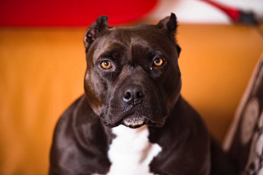 pitbull looking at camera - homeowners insurance and pitbulls