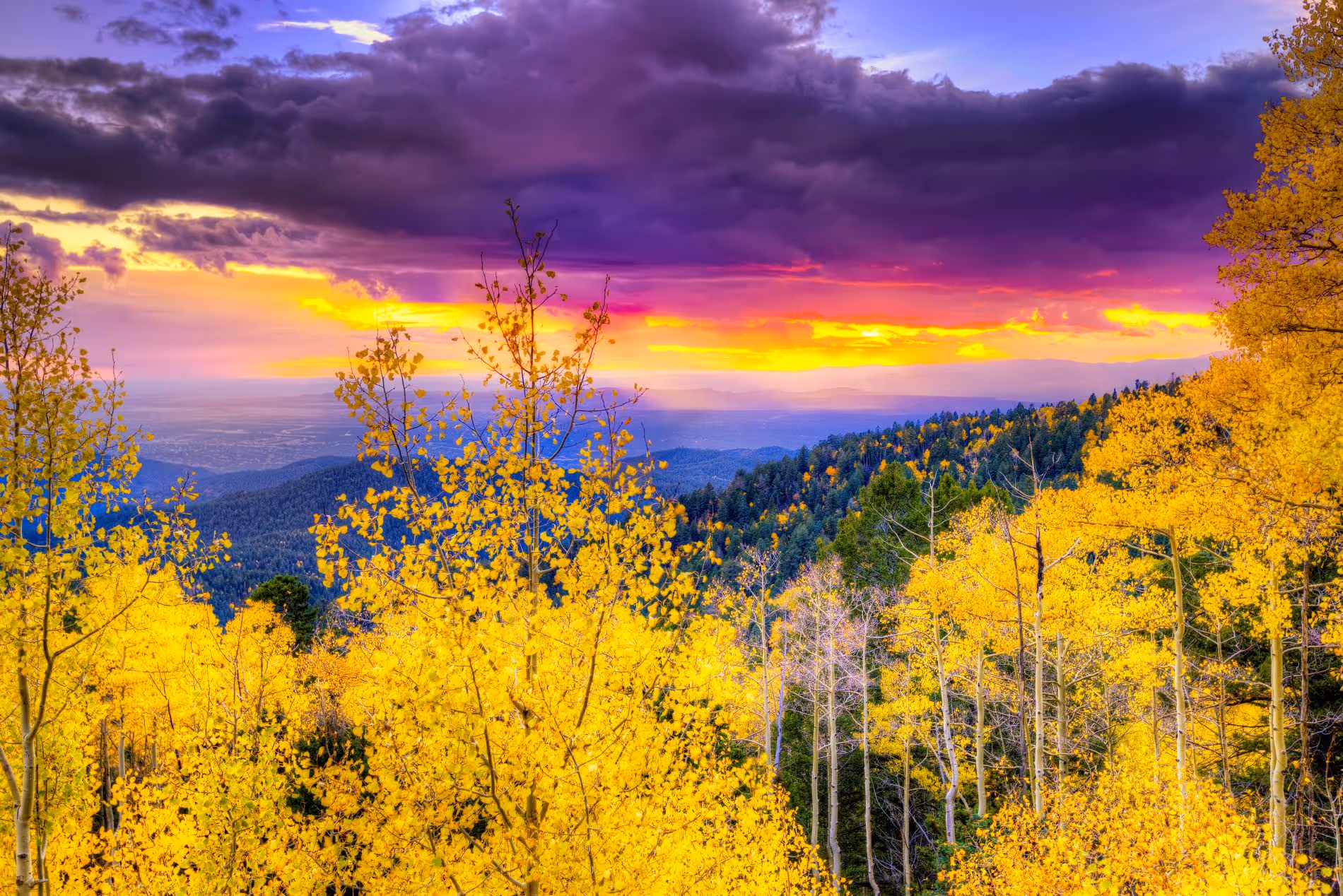 mountains with trees in fall with yellow leaves at sunset