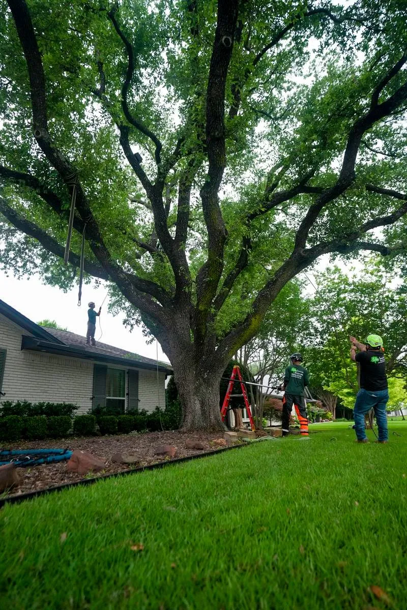 tree service southlake tx