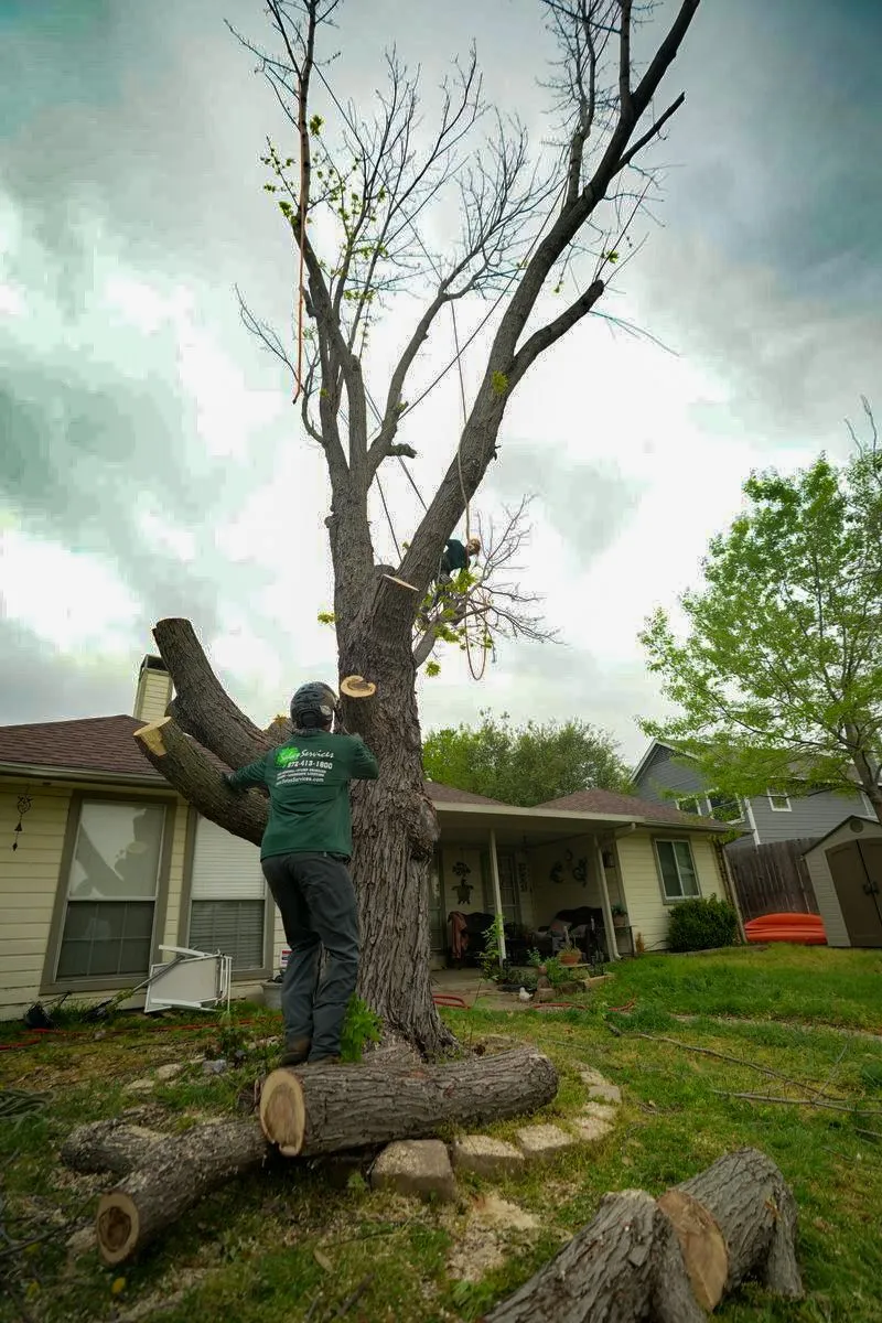 tree trimming Dallas Fort Worth