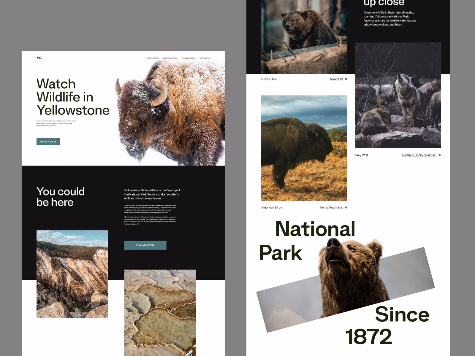 Wildlife homepage design by Broworks