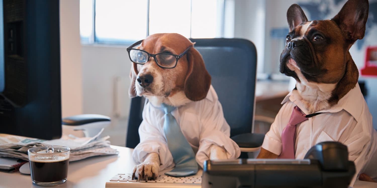 Basic Budgeting: How To Account for a Furry Companion​ 