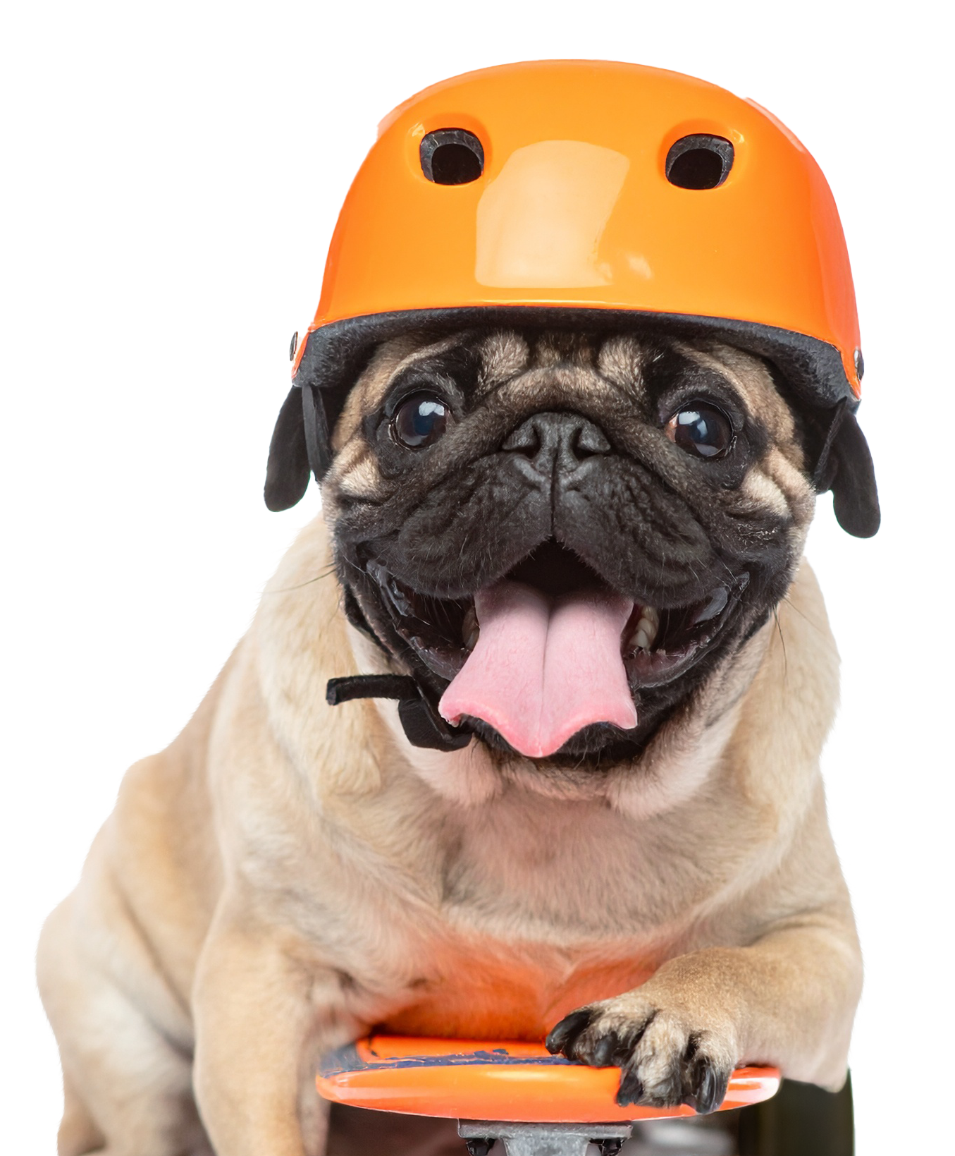 Pooper Scooper Service in Grimes, IA