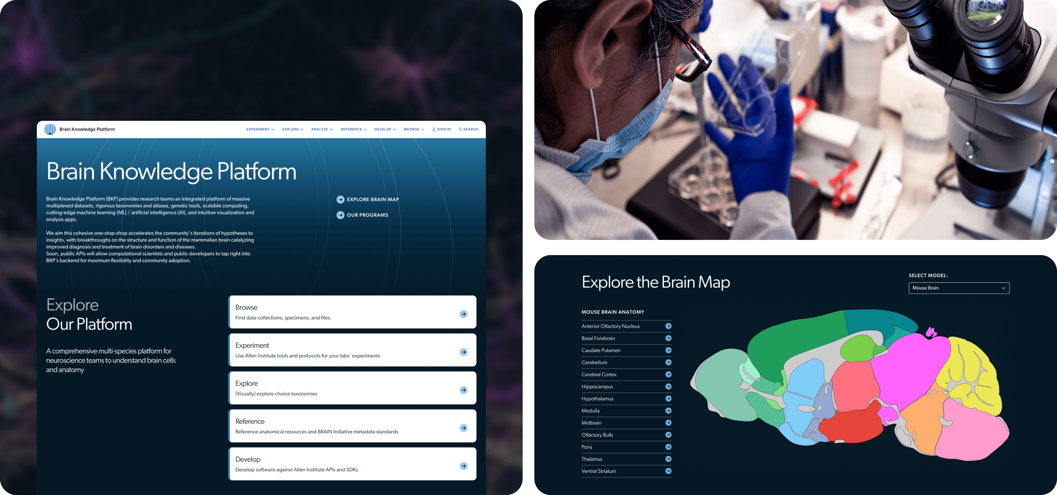 A landing page within the Brain Knowledge Platform, paired with an image of a scientists looking at a microscope and a brain image used to help navigate the BKP.