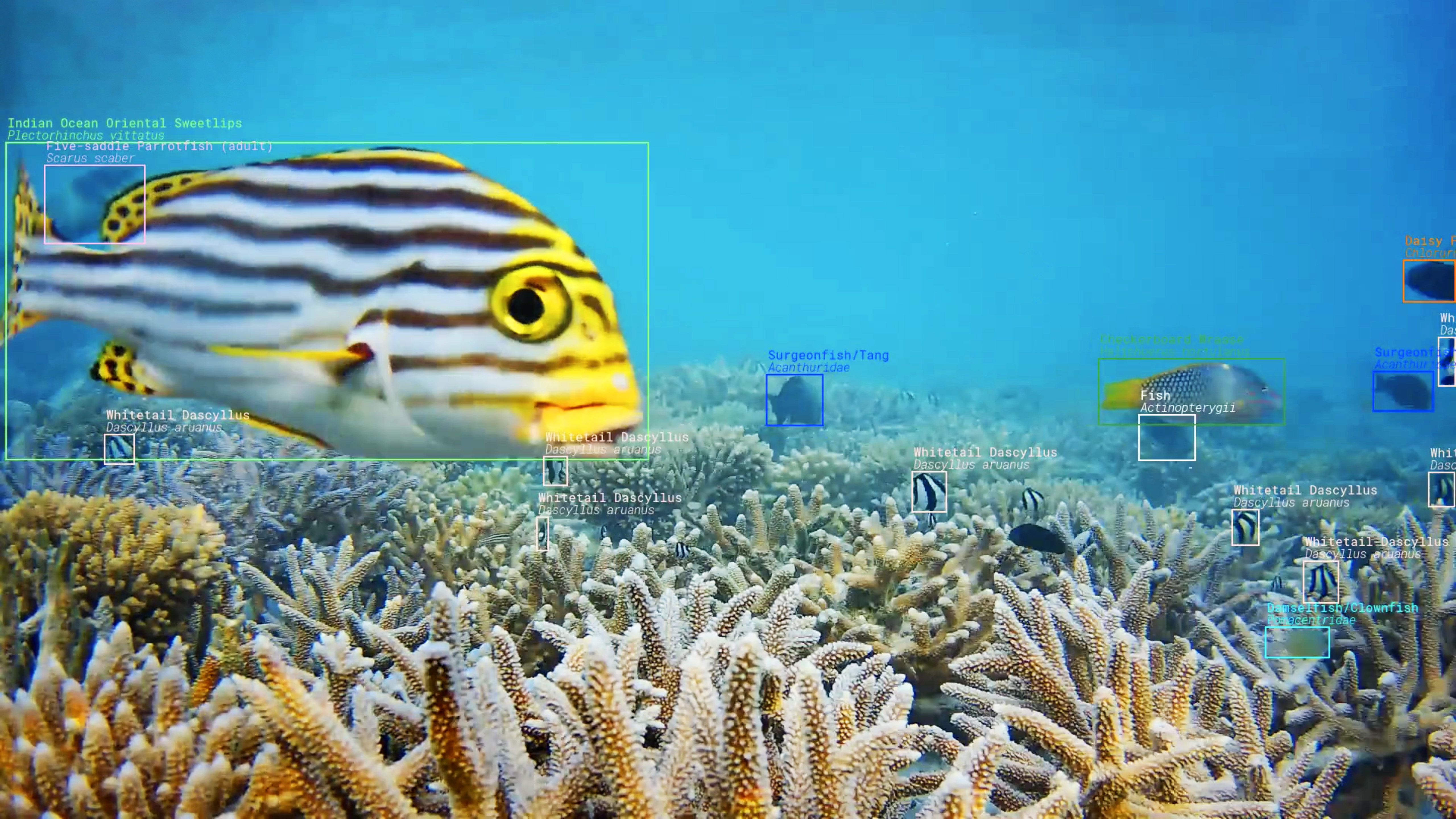 Screenshot from a sample video demonstrating how future analysis will visualize fish activity around the reef.