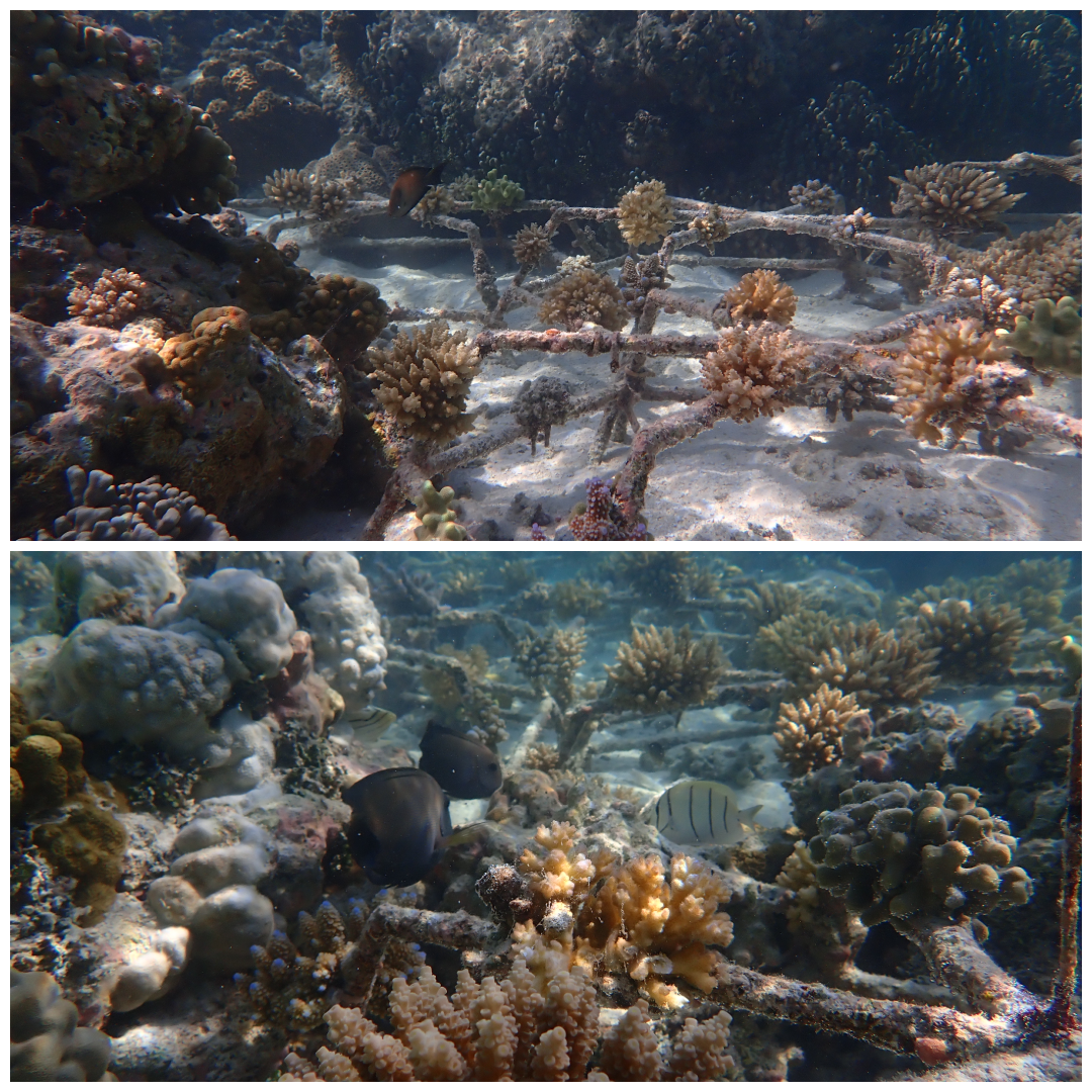 The collage shows coral nursery progress—7 months post-installation below, and 6 months above—highlighting signs of regrowth and resilience over time.