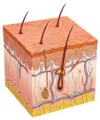 hautchirurgie