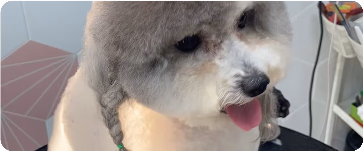 poodle after grooming
