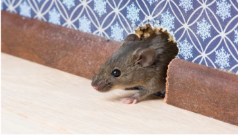 rodent control