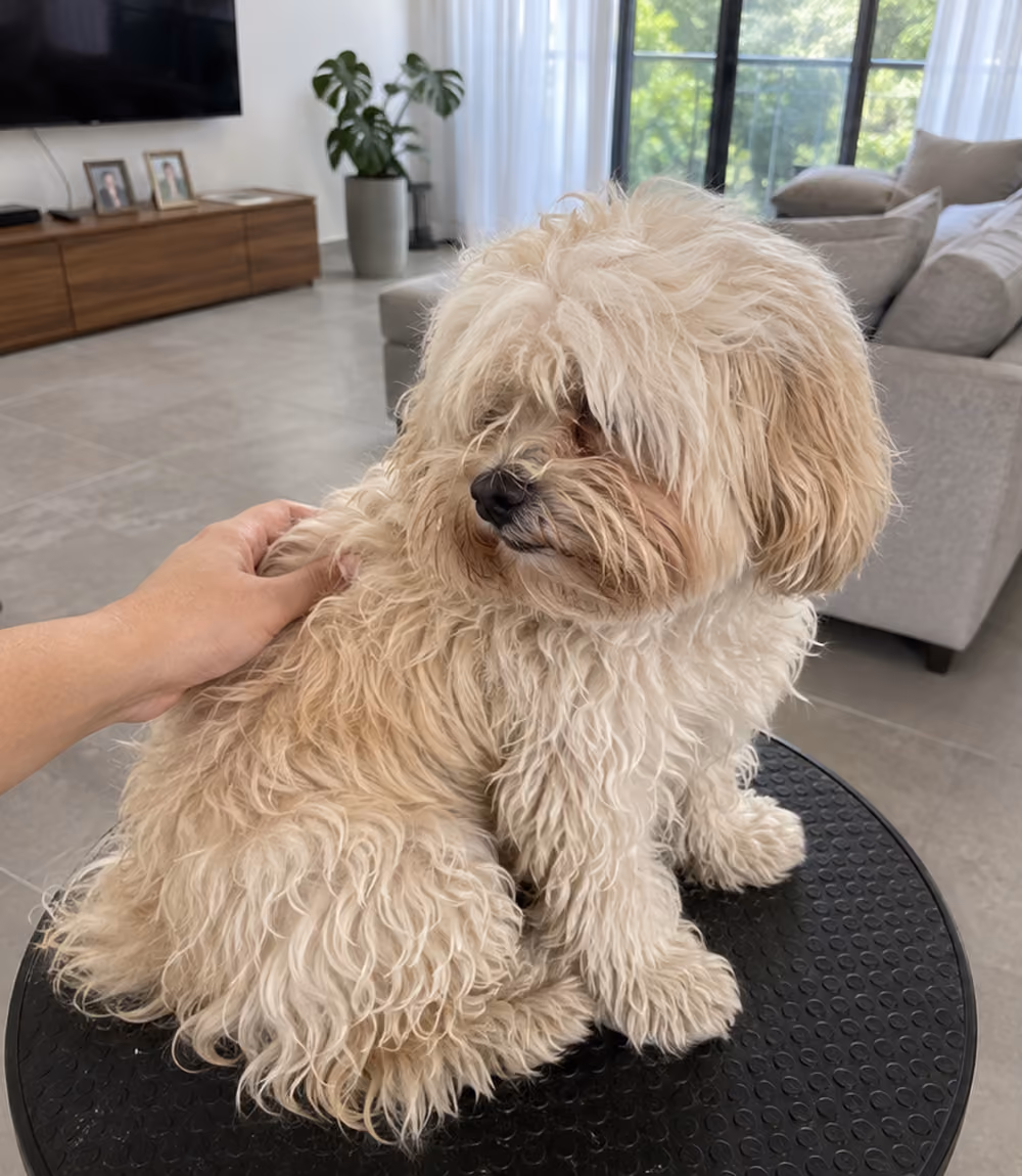 dog before grooming