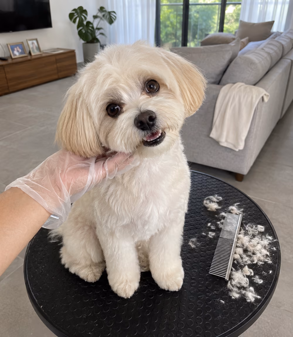 dog after grooming