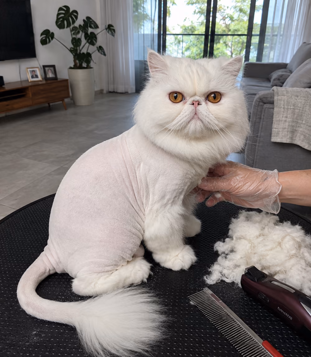poodle after grooming