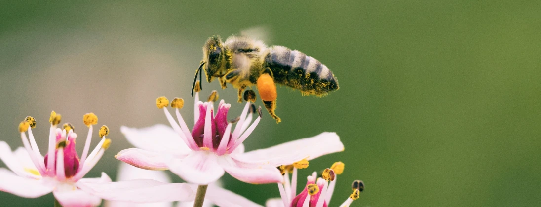 What Bees Teach Us About Portfolio Resilience