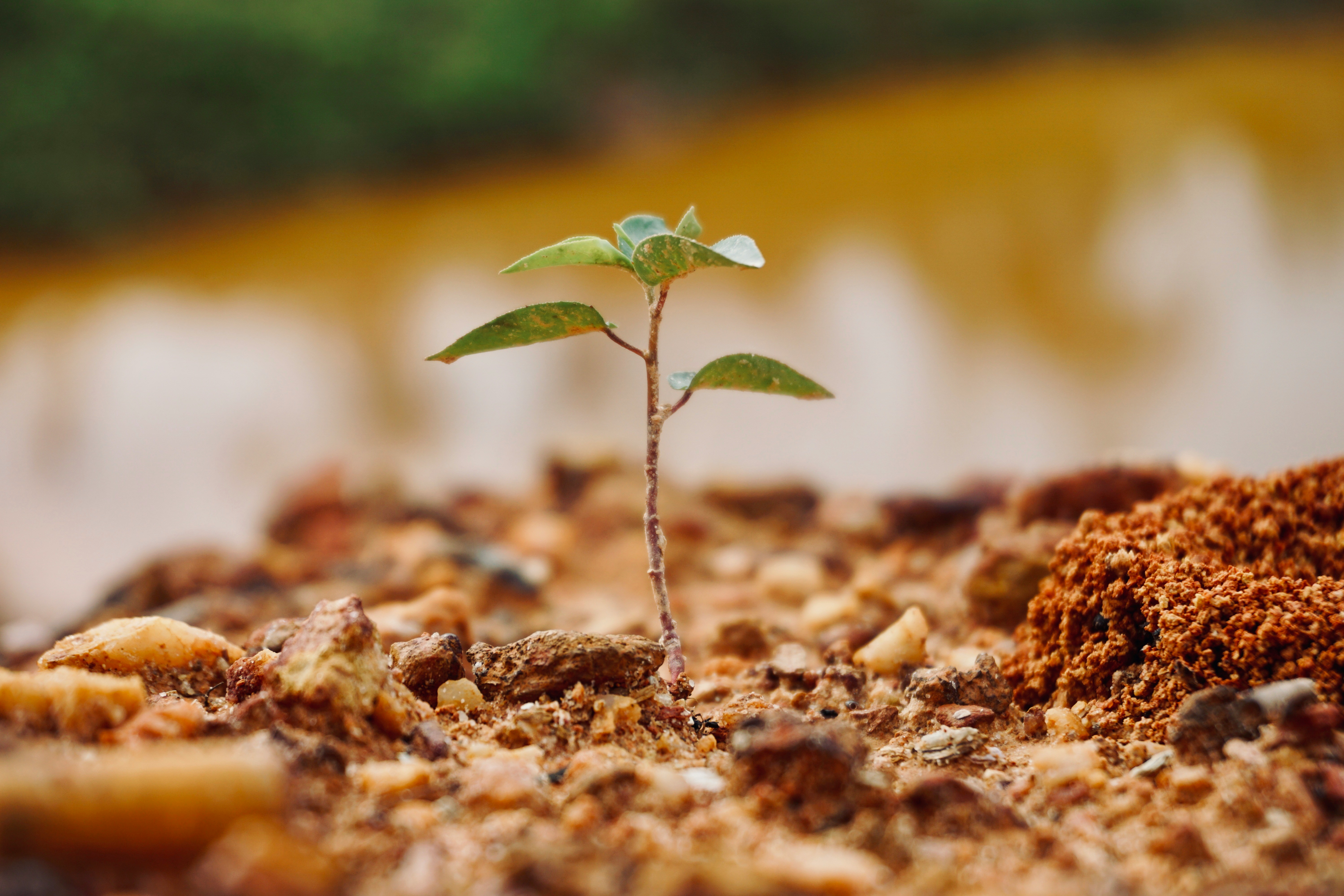 What You Actually Own: Building the Balance Sheet, Not Just the P & L