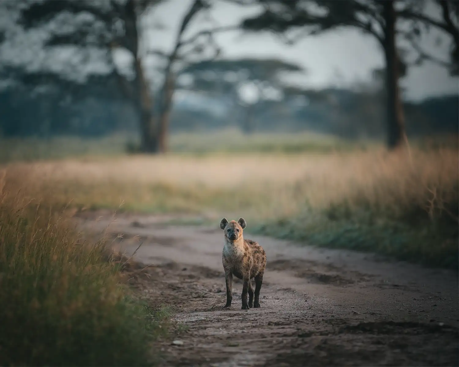 Spotted hyena standing on a dirt path surrounded by tall grass and blurred trees in the background.
