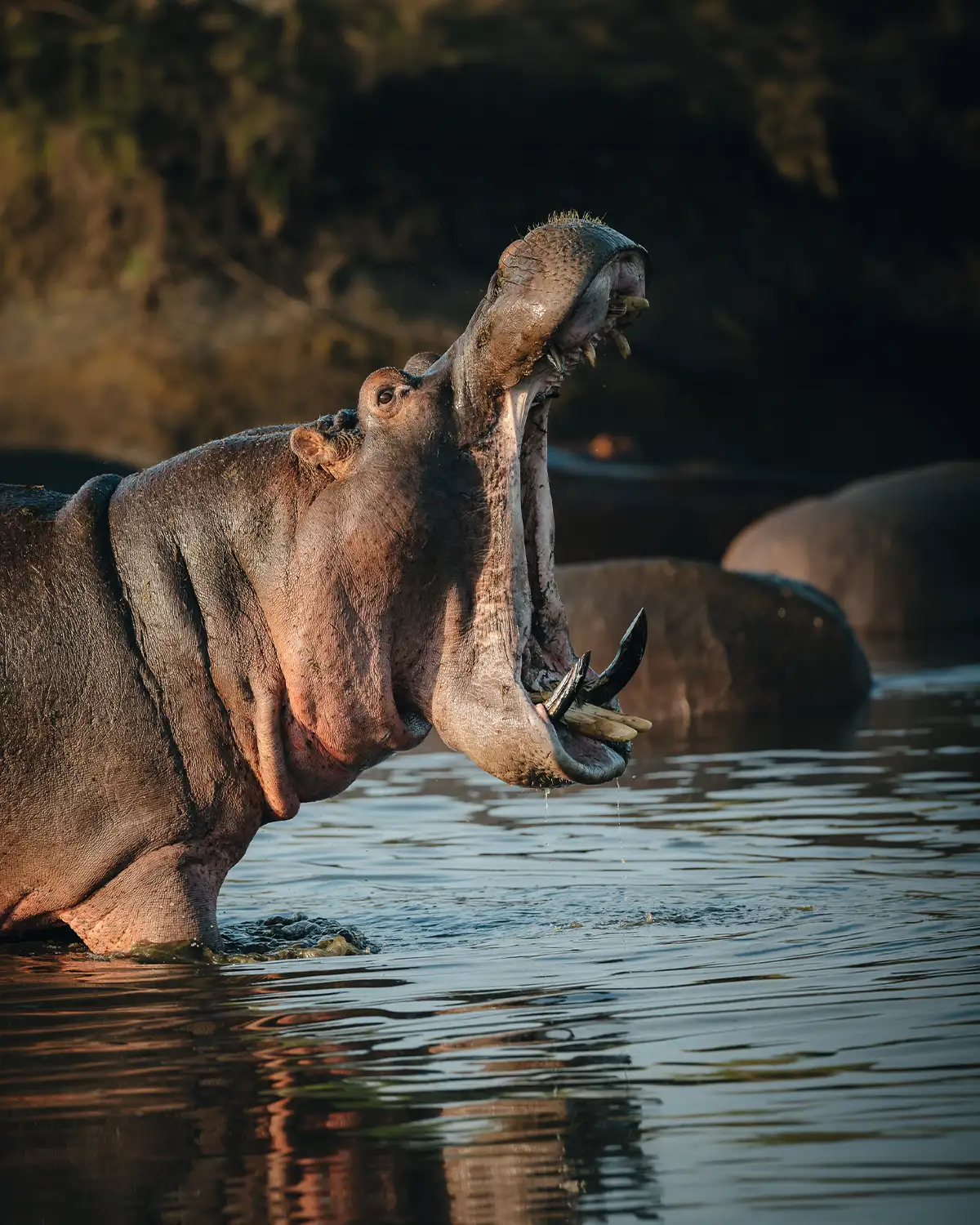 Hippopotamus opening its mouth in a river during a Tanzania wildlife safari.