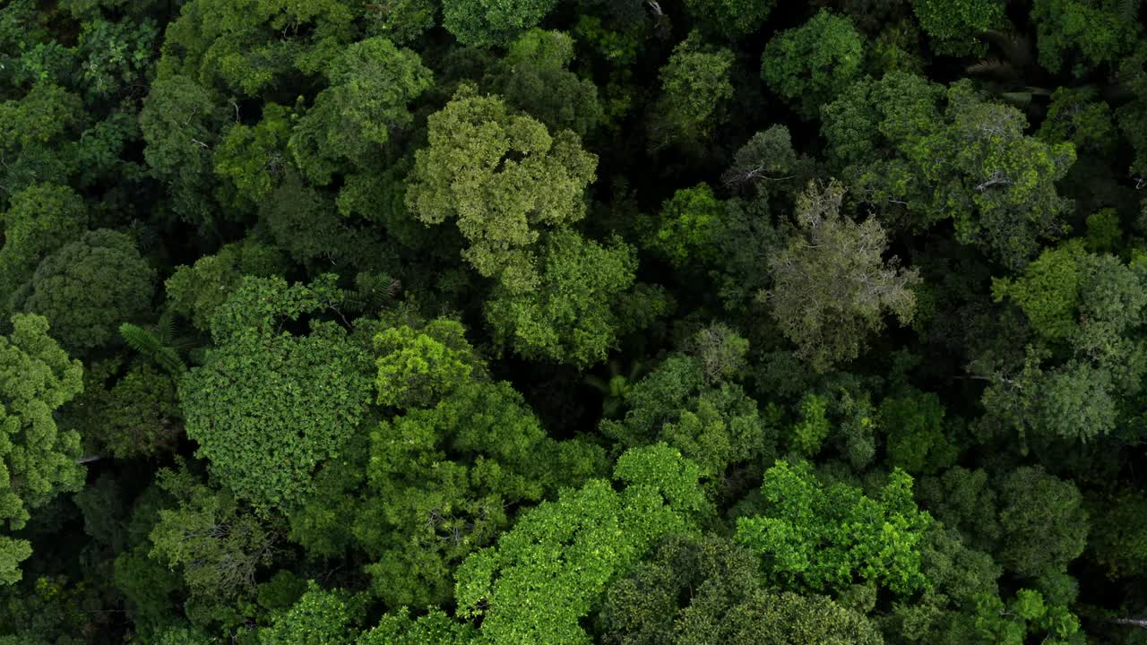 AIM Forest