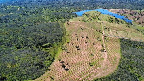Aerial view of cork oak montado — AIM Forest property, Portugal
