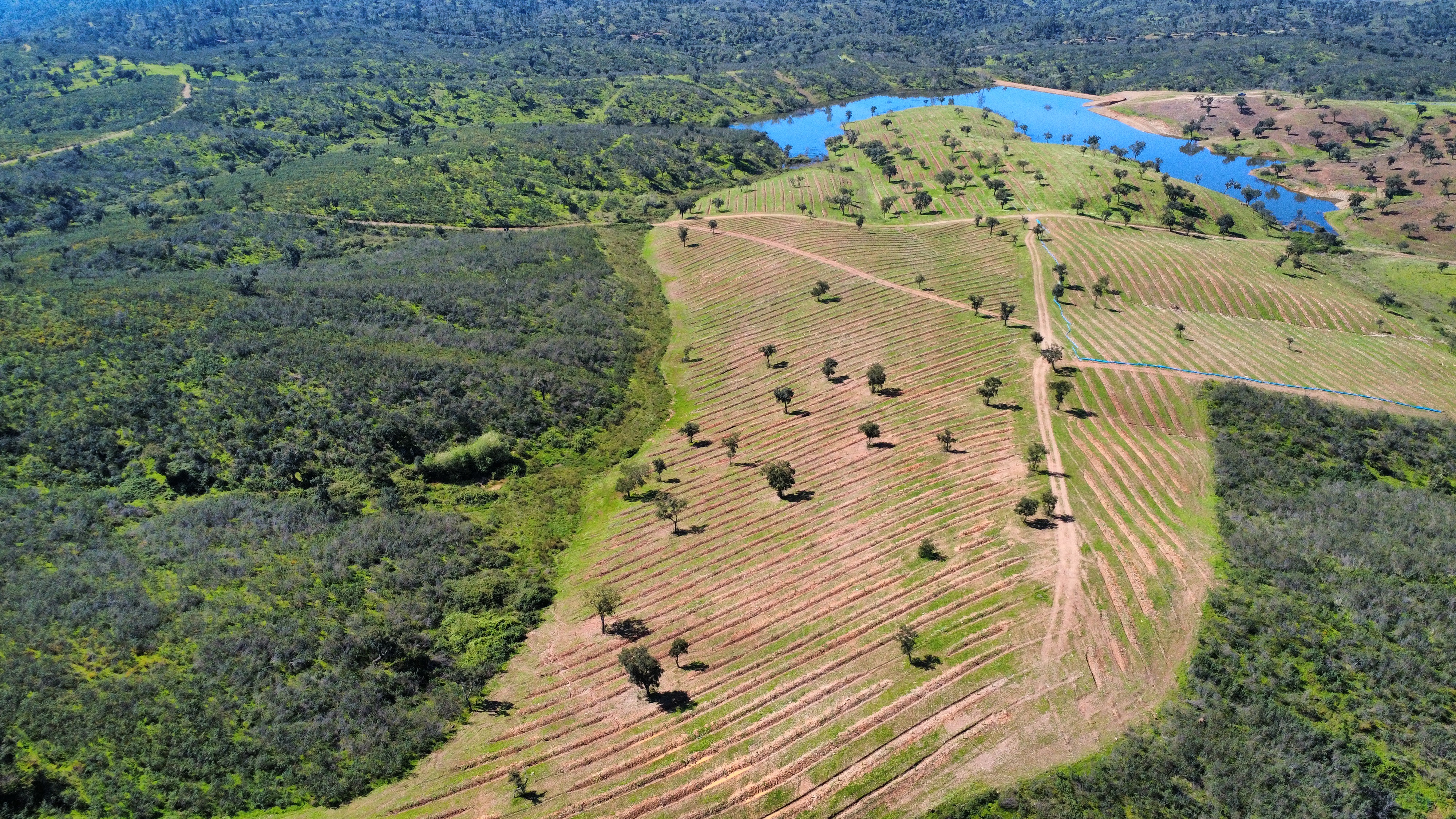 Aerial view of cork oak montado — AIM Forest property, Portugal