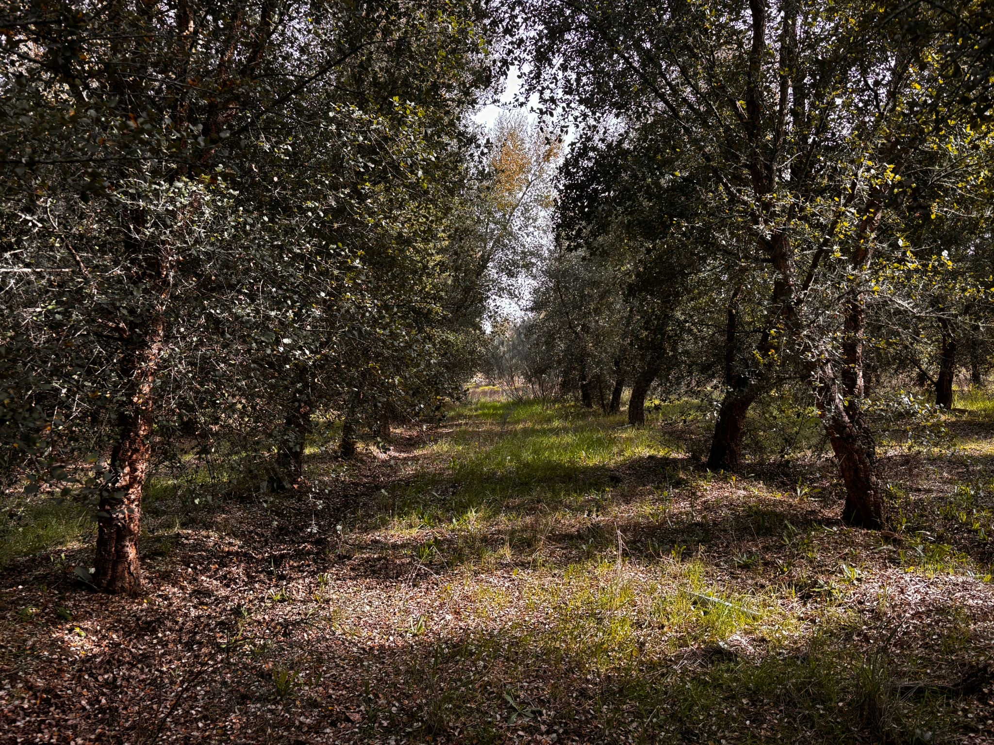 Formation pruning completed on 47 hectares at Herdade da Vinagra