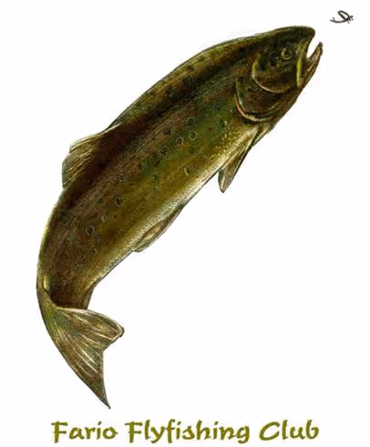 Fario Fly Fishing Club - Lichtervelde