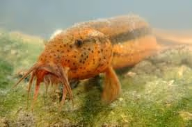 Publicatie van de Vlaamse overheid