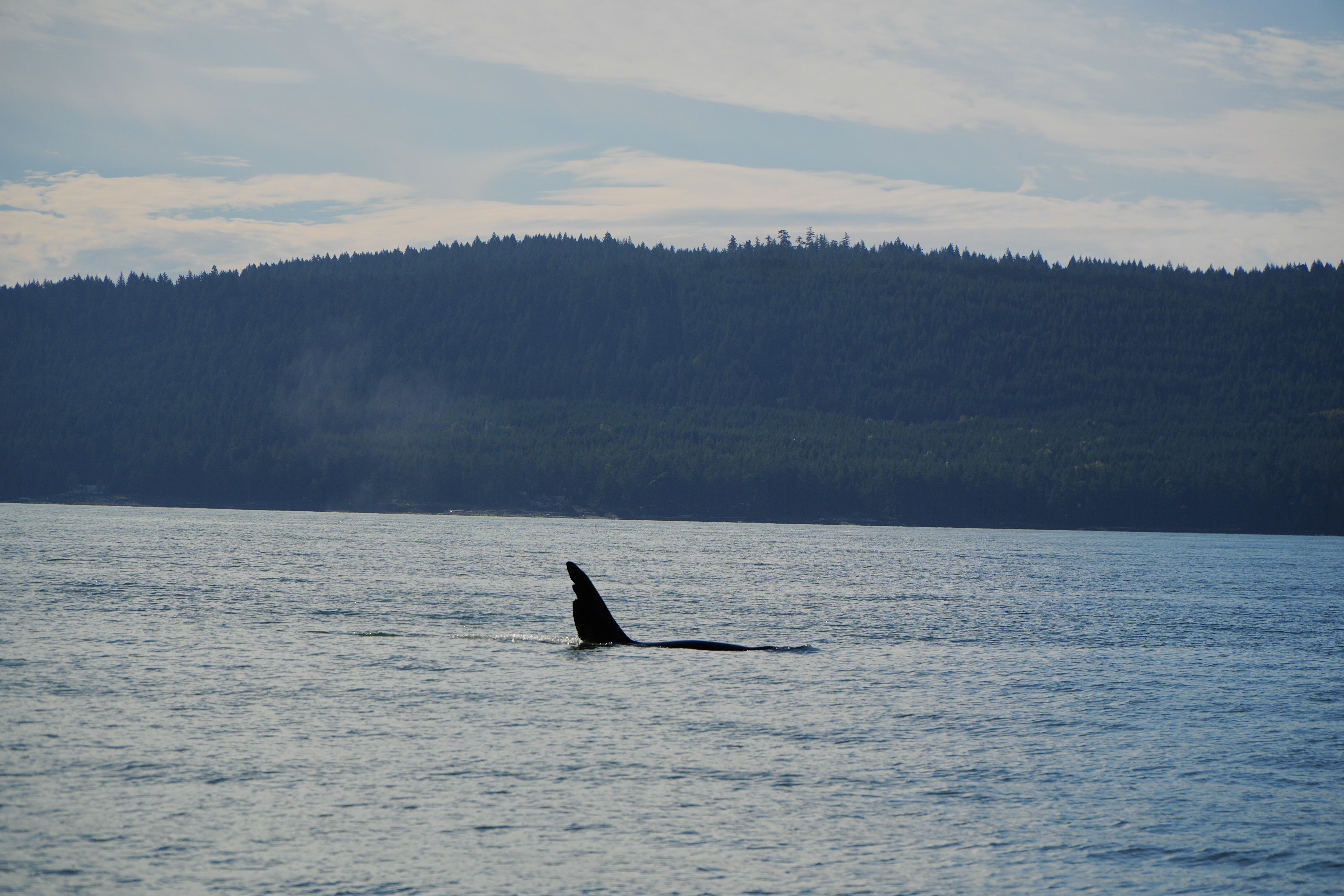 Tokitae spyhopping in her tannk at the Miami Seaquarium