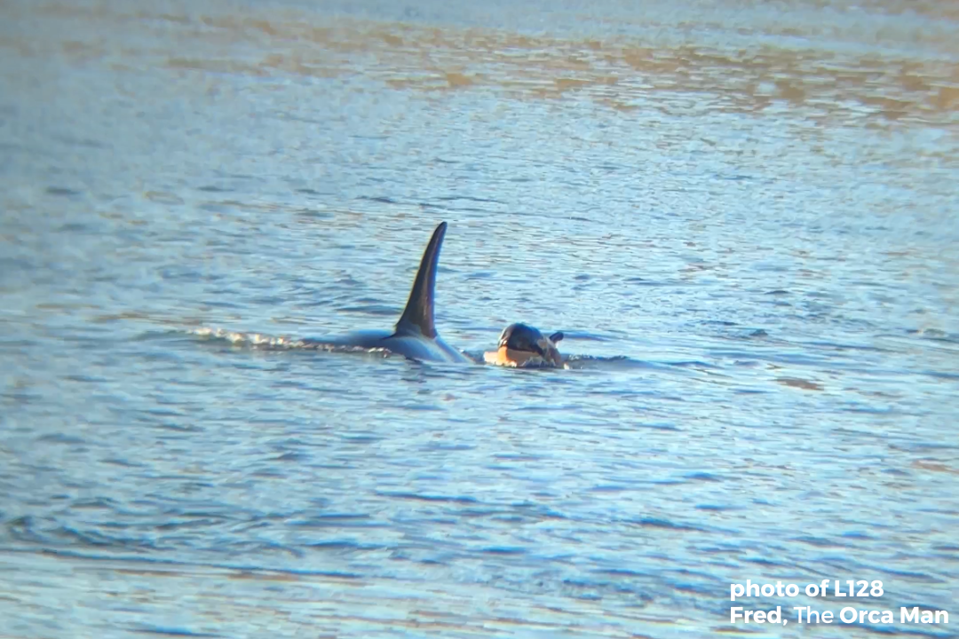 Tokitae spyhopping in her tannk at the Miami Seaquarium