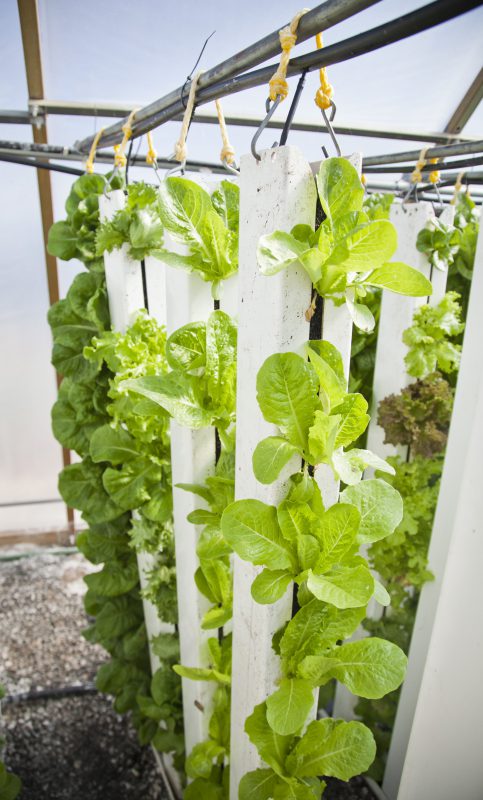 vertical farm -Agriculture Insurance Risk Advisor