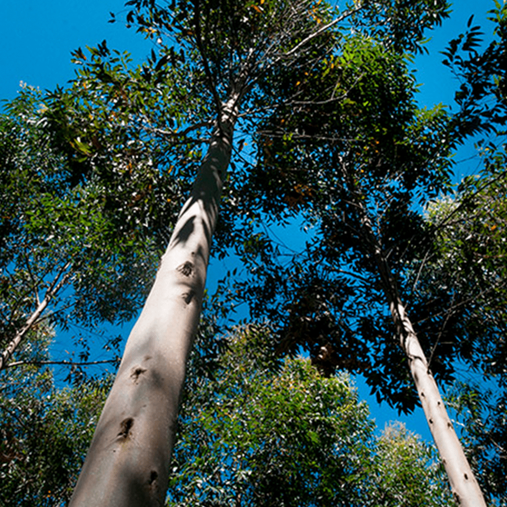 bosque