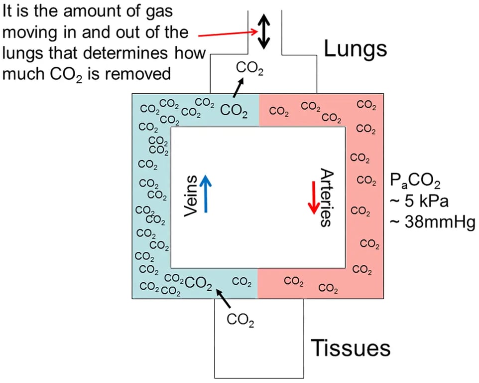 Figure 1 - Simplified depiction of CO2 physiology in a human. CO2 is produced in the tissues and carried to the lungs in the venous blood. Some of the CO2 is removed by the lungs as breathing carries it out of the alveoli and some remains in the arterial blood. More breathing will remove more CO2. Breathing is controlled in response to the pressure of CO2 in the arterial blood (PaCO2) which is sensed in the brain.